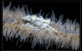   this small Xeno Crab are sitting Gorgoina. was Drop Off 34 deep. take Foto Canon 5D MK II 100 Makro Lense Wet Diopter 31. Flash came Subtronic Pro 160. Gorgoina deep 3:1. 3:1 160  